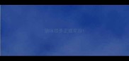 猫咪领养正规平台
