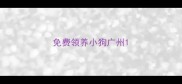 免费领养小狗广州