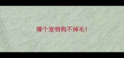 哪个宠物狗不掉毛