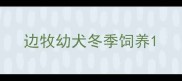 边牧幼犬冬季饲养