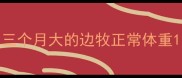 三个月大的边牧正常体重