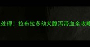 紧急处理拉布拉多幼犬腹泻带血全攻略
