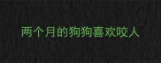 两个月的狗狗喜欢咬人
