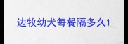 边牧幼犬每餐隔多久