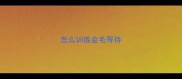 怎么训练金毛等待