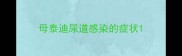 母泰迪尿道感染的症状