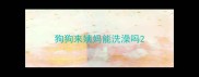 狗狗来姨妈能洗澡吗
