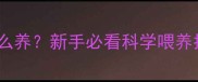 一个月大的奶猫怎么养新手必看科学喂养指南与护理全攻略