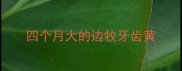 四个月大的边牧牙齿黄