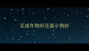 买成年狗好还是小狗好