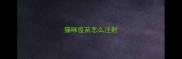 猫咪疫苗怎么注射