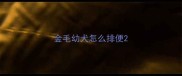 金毛幼犬怎么排便