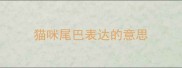 猫咪尾巴表达的意思
