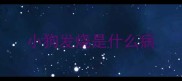 小狗发烧是什么病