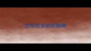 拉布拉多的妊娠期