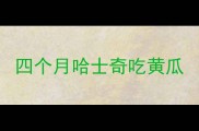 四个月哈士奇吃黄瓜