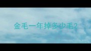 金毛一年掉多少毛