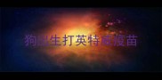狗出生打英特威疫苗