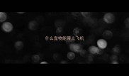 什么宠物能带上飞机