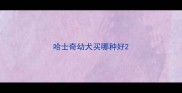 哈士奇幼犬买哪种好