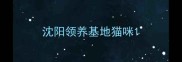 沈阳领养基地猫咪