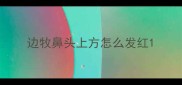 边牧鼻头上方怎么发红