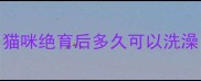 猫咪绝育后多久可以洗澡