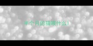 半个月的猫喂什么