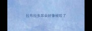 拉布拉多耳朵好像被咬了