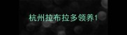杭州拉布拉多领养