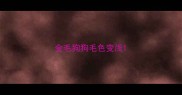 金毛狗狗毛色变浅