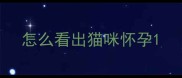 怎么看出猫咪怀孕