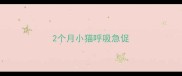 2个月小猫呼吸急促