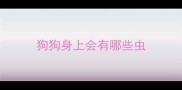 狗狗身上会有哪些虫
