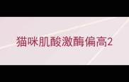 猫咪肌酸激酶偏高