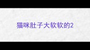 猫咪肚子大软软的
