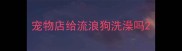 宠物店给流浪狗洗澡吗