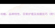 拉布拉多串串饲养全攻略品种特性日常护理及拍摄技巧附120张高清图片指南