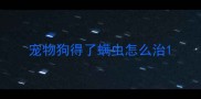 宠物狗得了螨虫怎么治