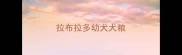 拉布拉多幼犬犬粮
