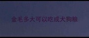 金毛多大可以吃成犬狗粮