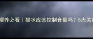 科学喂养必看猫咪应该控制食量吗5大关键点