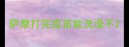 萨摩打完疫苗能洗澡不
