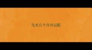马犬几个月可以配
