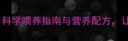 边牧毛发护理全攻略科学喂养指南与营养配方让毛发生长更浓密健康