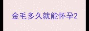 金毛多久就能怀孕