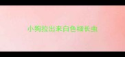 小狗拉出来白色细长虫