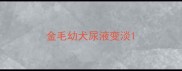 金毛幼犬尿液变淡