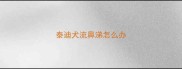 泰迪犬流鼻涕怎么办