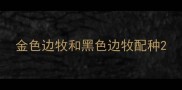 金色边牧和黑色边牧配种